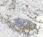 Anti-EEF2 Picoband™ Antibody (monoclonal, 5F5)
